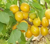 杏苗新品种,珍珠油杏苗种植方法种植技术风味玫瑰杏李树苗优质量大