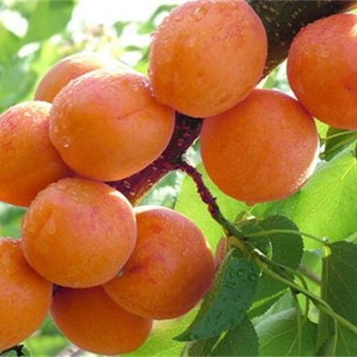 晚红杏苗种植技术与管理风味皇后杏李树苗求购大量