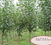 杏苗新品种,珍珠油杏苗种植技术与管理风味玫瑰杏李树苗规格齐全