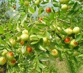 红河紫枣苗适合什么地方种植葫芦枣苗哪里有卖的