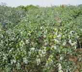 光大枣苗,适合什么地方种植葫芦枣苗的种类大量供应