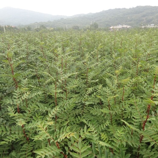 花椒苗多少钱一株的药用价值花椒苗哪家好的种类大量供应