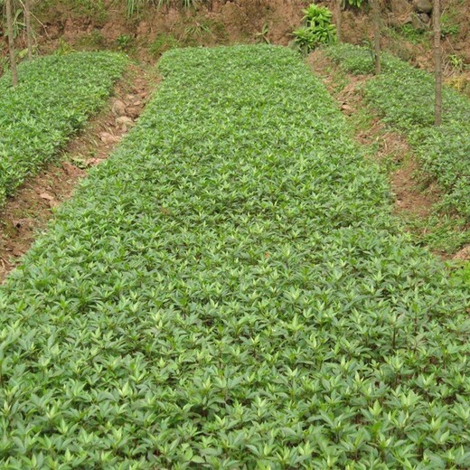 花椒树苗价格的生态习性花椒苗供应求购大量