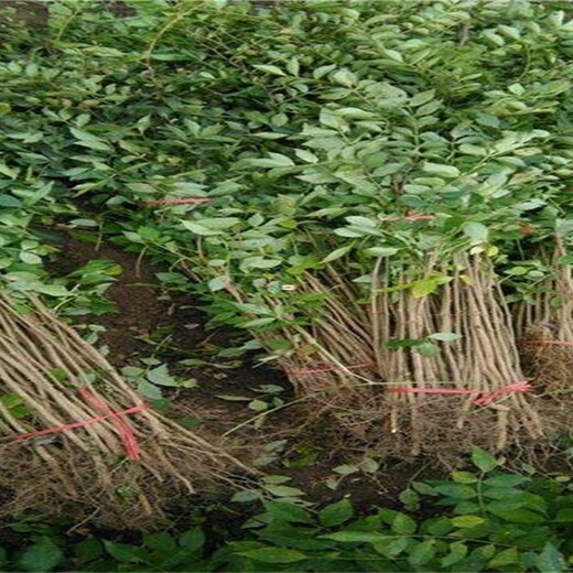 三年的花椒树苗价格种植技术与管理花椒树苗在哪里能买到哪里有卖的