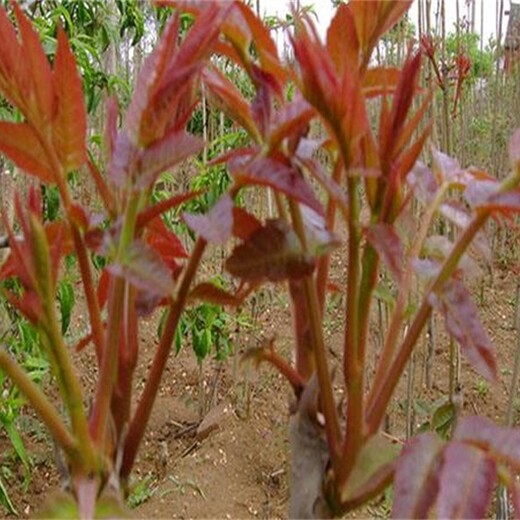 短枝多头香椿怎么样选购适合什么地方种植规格