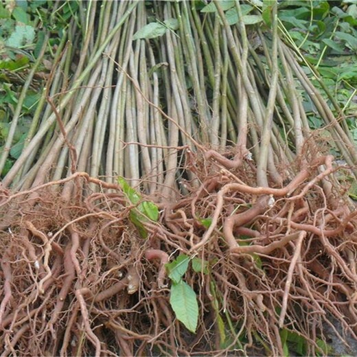 泰山红油香椿泰安果硕苗木适合什么地方种植的功效与作用