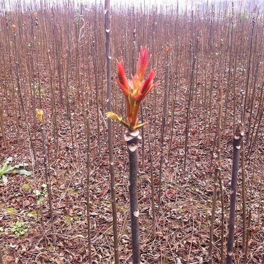 短枝多头香椿种植技术与管理适合什么地方种植的功效与作用