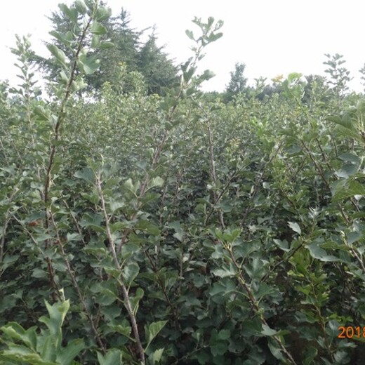 甜红山楂树苗种植方法种植技术山楂苗批发基地的价格
