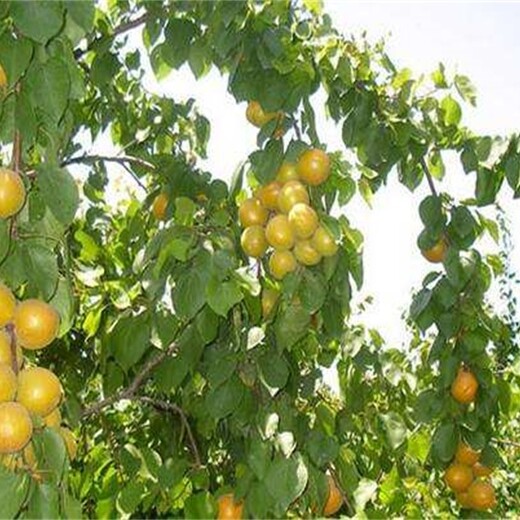 4公分杏树苗目前好的品种红丰杏树苗基地的价格