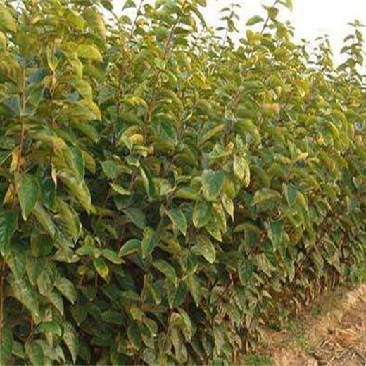 柿子苗出售品种介绍8公分柿子树的生态习性