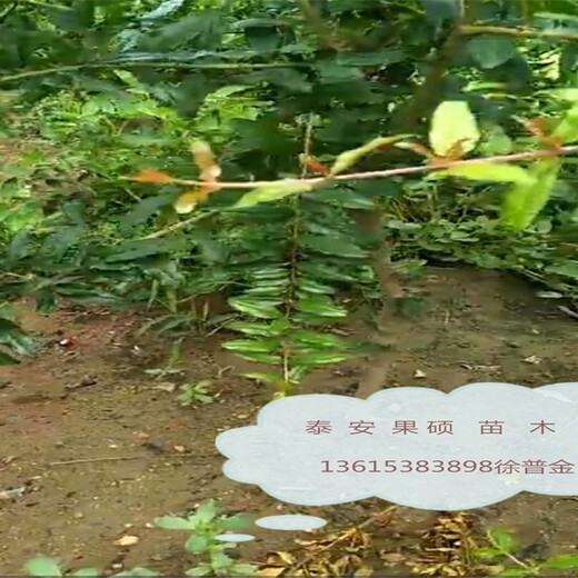 石榴苗批发适合什么地方种植泰山红石榴苗一公分的功效与作用