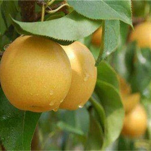 梨苗价格新品种梨苗适合什么地方种植晚秋黄梨苗2公分量大