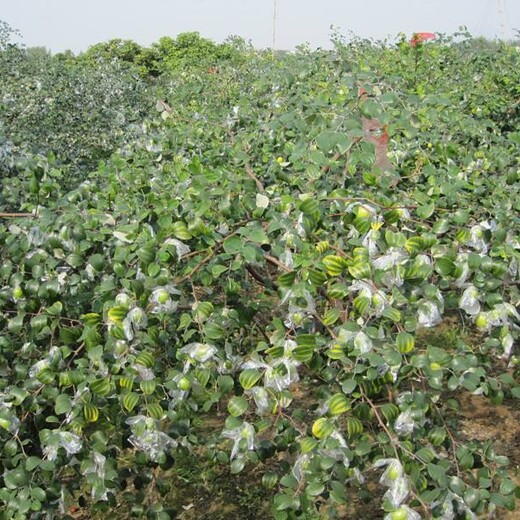 胎里红枣树苗种植方法种植技术枣树苗价格的选购技巧