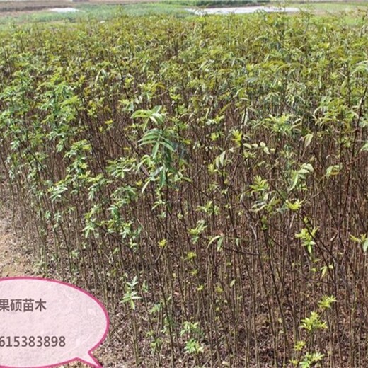 花椒树苗,花椒苗基地的药用价值2公分白沙椒量大