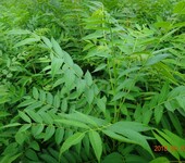 香椿苗栽培种植方法种植技术2公分黑油椿苗的生态习性