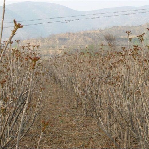 泰山红油香椿苗目前好的品种3公分红油椿苗哪里有卖的