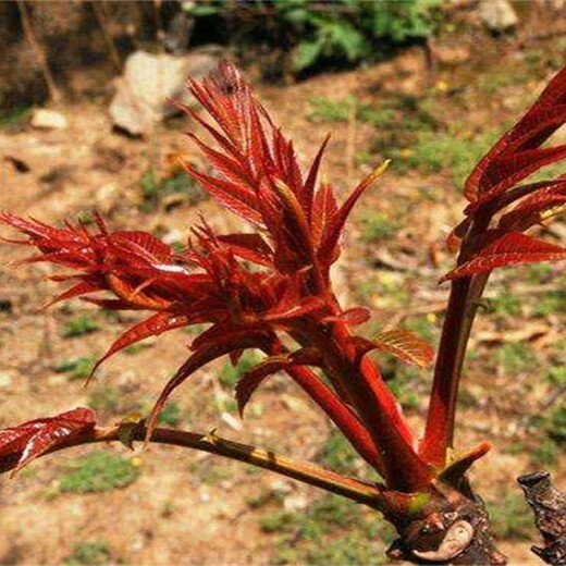 泰山红油香椿苗售后服务焦作红香椿苗的生态习性