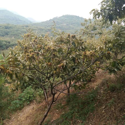 泰山油栗子苗几年挂果丰产板栗的价格一亩地种多少棵品种介绍