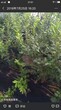 河南省五公分喜来蓝莓苗目前最好的品种	保湿托运保证成活率
