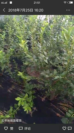 河南省8公分都克蓝莓苗售后服务	采摘注意事项