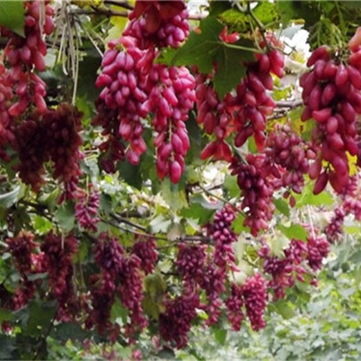江西省无核白葡萄苗适合什么地方种植	几年挂果丰产