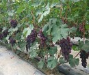 江西省玫瑰香葡萄小苗适合什么地方种植	几年挂果丰产