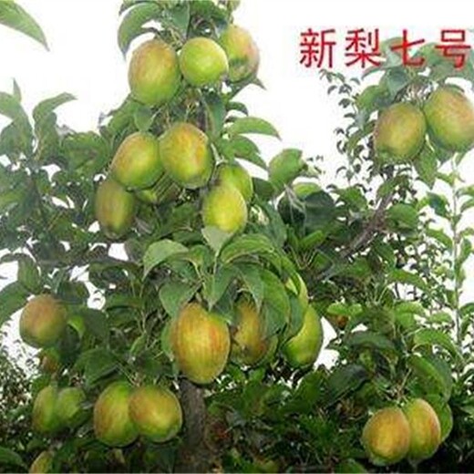 河南省柱状梨苗价格适合什么地方种植	几年挂果丰产