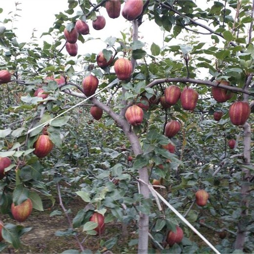 安徽省求购苹果梨苗适合什么地方种植	几年挂果丰产