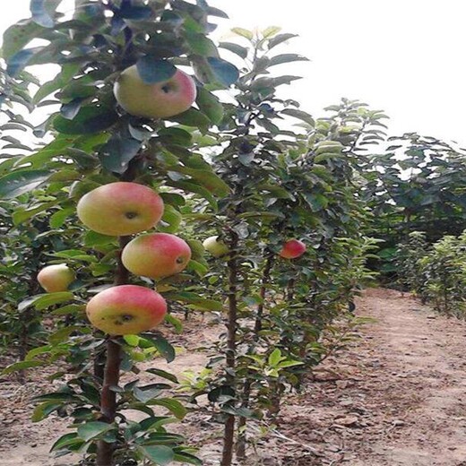 红心苹果苗苹果苗批发红肉苹果苗红富士苹果苗适合什么地方种植	几年挂果丰产