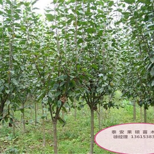 短枝杏树苗优良特性新品种可定制怎么样选购种植方法