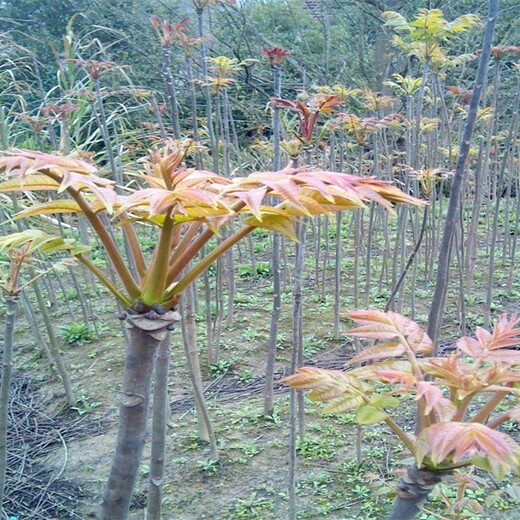 辽宁省短枝多头香椿苗几年挂果丰产的药用价值成活率