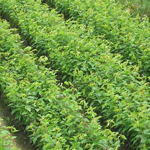 山东省大棉球山楂苗基地的价格	怎么样选购种植方法