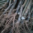 河南省泰山黄棚板栗树苗嫁接板栗苗多少钱一棵各大区均能种植图片