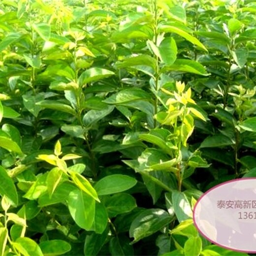 广东省早熟柿子苗长期出售的功效与作用