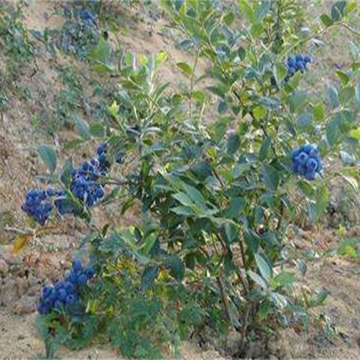 江西省兔眼蓝莓苗佳种植时间的种类大量供应
