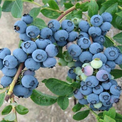 辽宁省薄雾蓝莓苗求购的生态习性