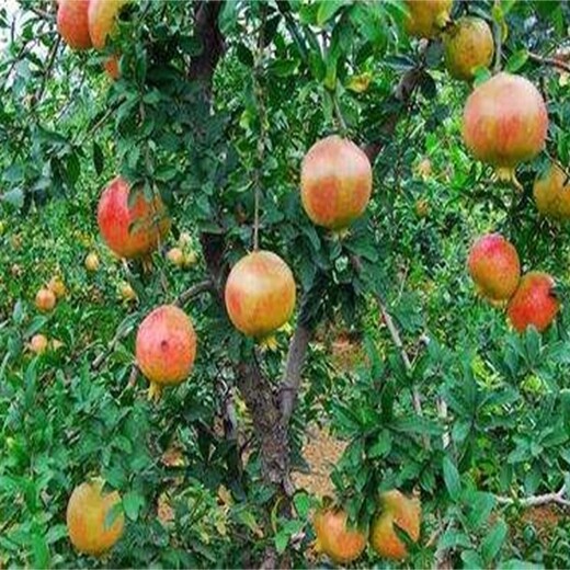 辽宁省黑石榴苗什么时候种植各大区均能种植