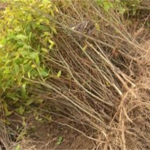 山东省批发石榴苗价格低成活率高的生态习性