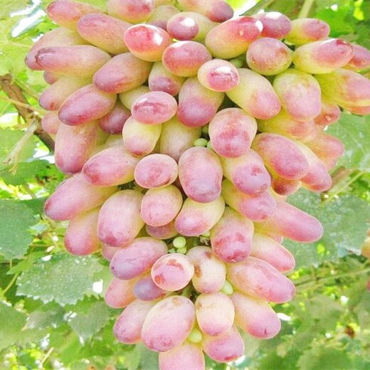 湖北省玫瑰香葡萄苗早熟高产各大区均能种植