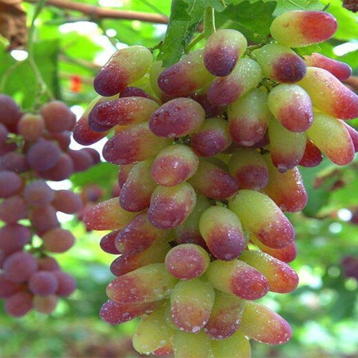 内蒙古自治区如何种植葡萄佳种植时间新批发价格
