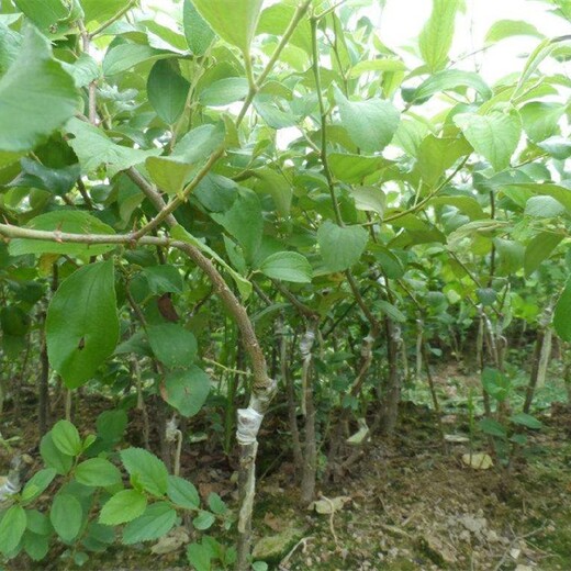 壶瓶枣树苗包品种包成活率的功效与作用