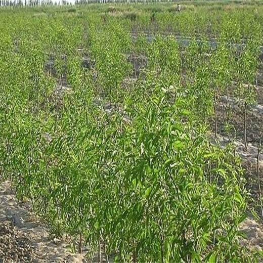 辽宁省柿蒂枣树苗佳种植时间的生态习性