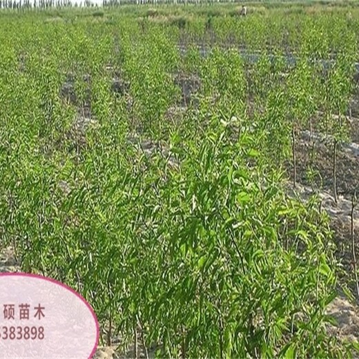 湖北省雪枣树苗什么时候种植的种类大量供应