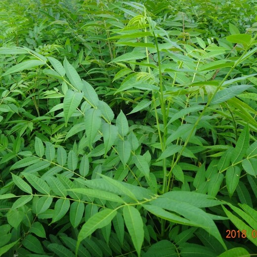 山西省香椿苗包品种包成活率基地的价格保成活
