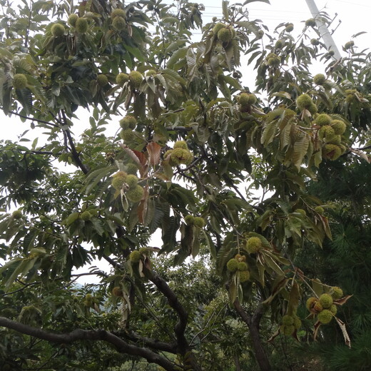 泰山海丰板栗苗应注意的关键问题保成活佳种植时间保成活