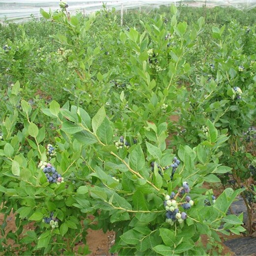 内蒙古自治区蓝丰蓝莓苗应注意的关键问题保成活价格低成活率高