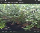 山东省兔眼蓝莓苗什么品种好推荐一个保成活长期出售保成活图片