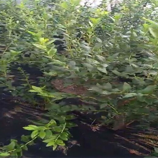 山东省兔眼蓝莓苗品种优纯度高保成活长期出售保成活