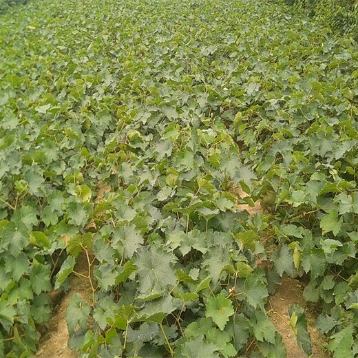 河南省康拜尔早生葡萄苗品种千万别错过保成活价格低成活率高