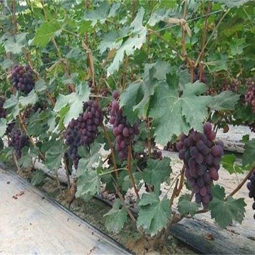 山西省如何种植葡萄树价格低结果多保成活佳种植时间保成活